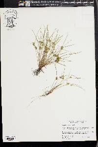 Cyperus squarrosus image