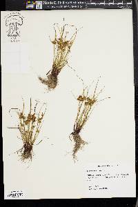 Cyperus squarrosus image