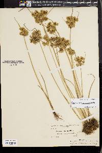 Cyperus surinamensis image