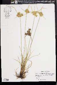 Cyperus surinamensis image