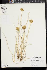 Cyperus surinamensis image