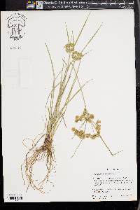 Cyperus surinamensis image