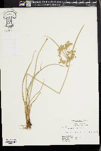 Cyperus surinamensis image