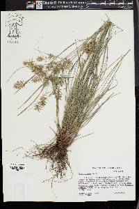 Cyperus tenuis image