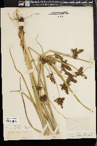 Cyperus tetragonus image