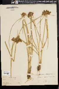 Cyperus thyrsiflorus image