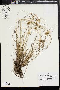 Cyperus retroflexus image