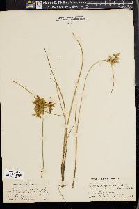 Cyperus unioloides image