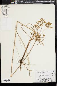 Cyperus unioloides image