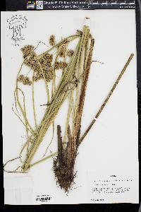 Cyperus virens image