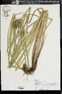 Cyperus virens image