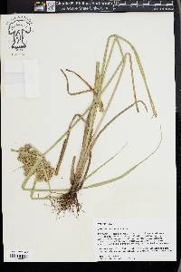 Cyperus virens image