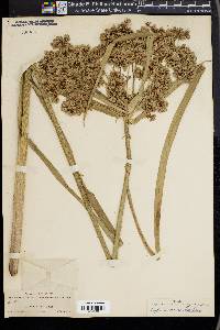 Cyperus virens image