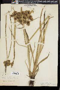 Cyperus virens image