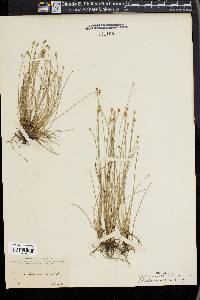 Eleocharis albida image