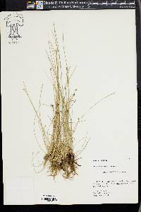 Eleocharis albida image