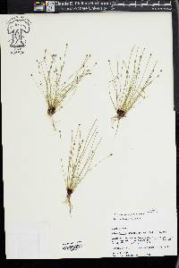 Eleocharis atropurpurea image