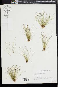 Eleocharis atropurpurea image