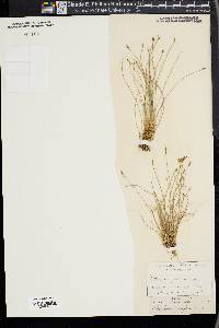 Eleocharis baldwinii image