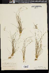 Eleocharis baldwinii image