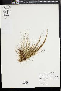 Eleocharis baldwinii image