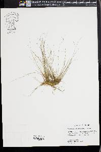 Eleocharis baldwinii image