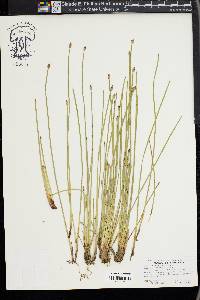 Eleocharis bifida image