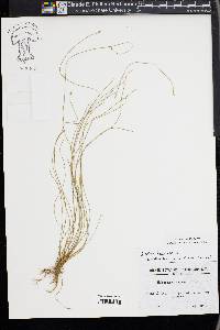 Eleocharis bonariensis image