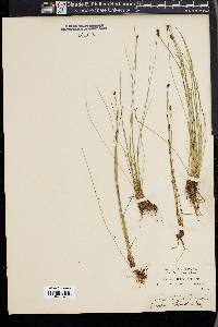 Eleocharis bolanderi image