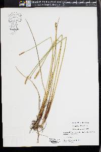 Eleocharis cellulosa image