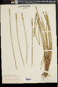 Eleocharis cellulosa image