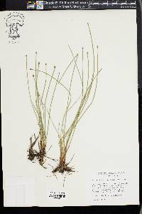 Eleocharis compressa image