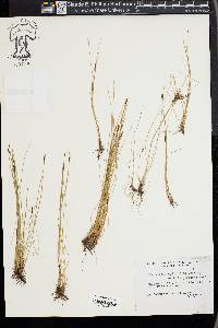 Eleocharis cylindrica image