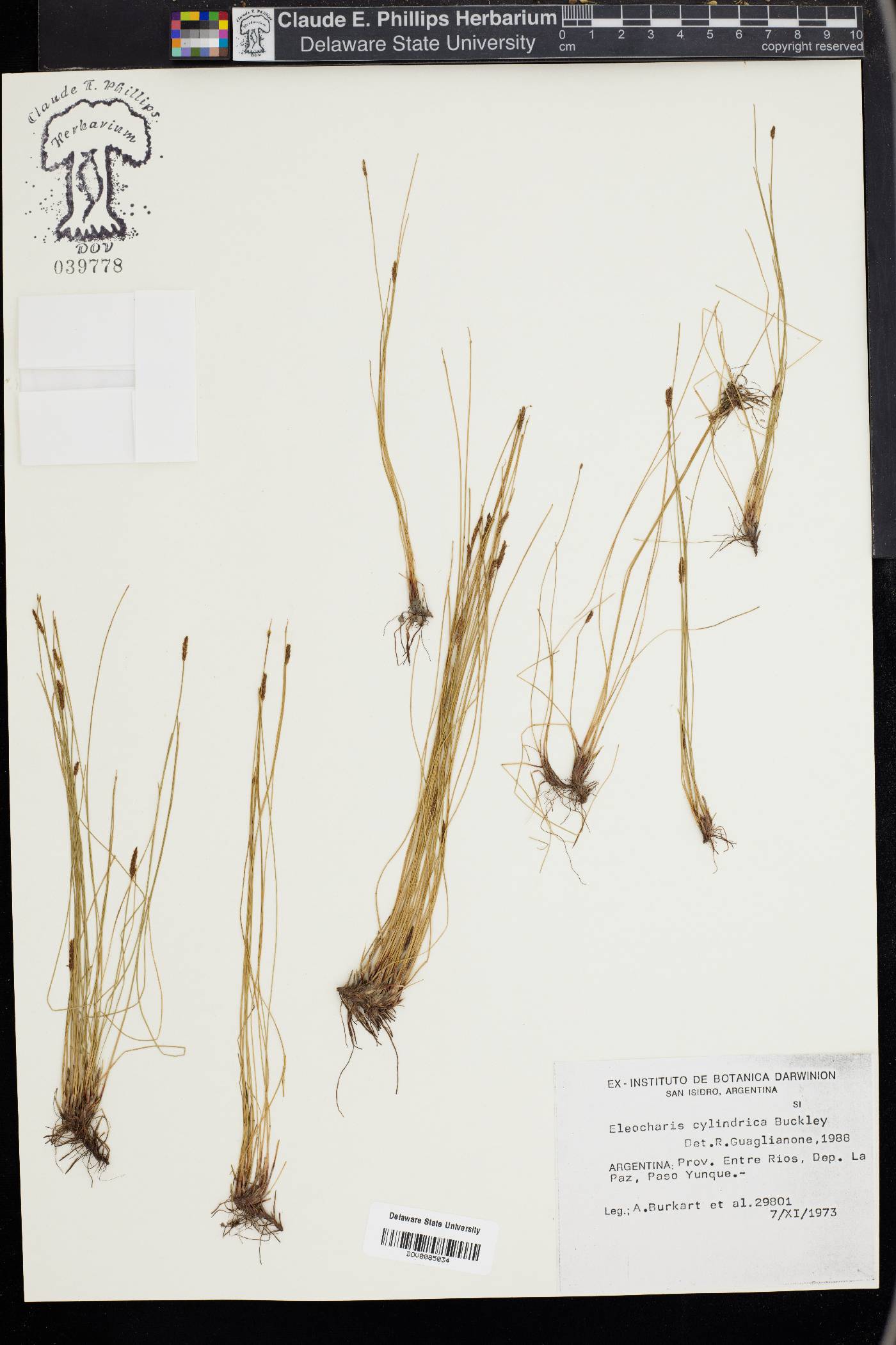 Eleocharis cylindrica image