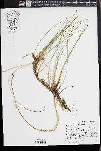 Eleocharis decumbens image