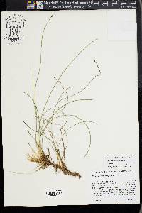 Eleocharis decumbens image