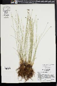 Eleocharis decumbens image