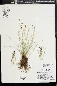 Eleocharis decumbens image