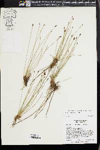 Eleocharis decumbens image