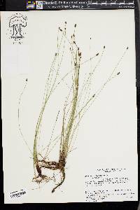 Eleocharis elliptica image