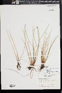 Eleocharis elongata image