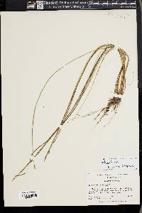 Eleocharis elongata image