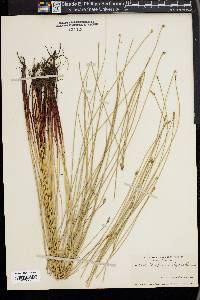 Eleocharis fallax image