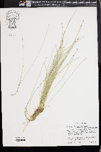 Eleocharis filiculmis image