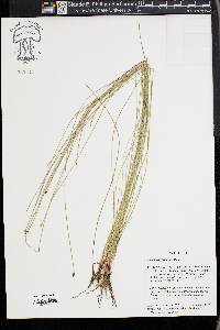 Eleocharis filiculmis image