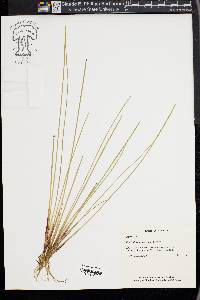 Eleocharis halophila image