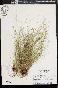 Eleocharis intermedia image