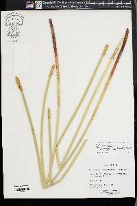 Eleocharis interstincta image