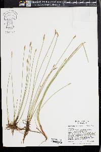 Eleocharis macrostachya image