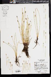 Eleocharis macrostachya image